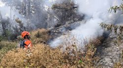 Kebakaran Gunung Butak Hanguskan 15 Hektare Hutan, Api Berhasil Dipadamkan