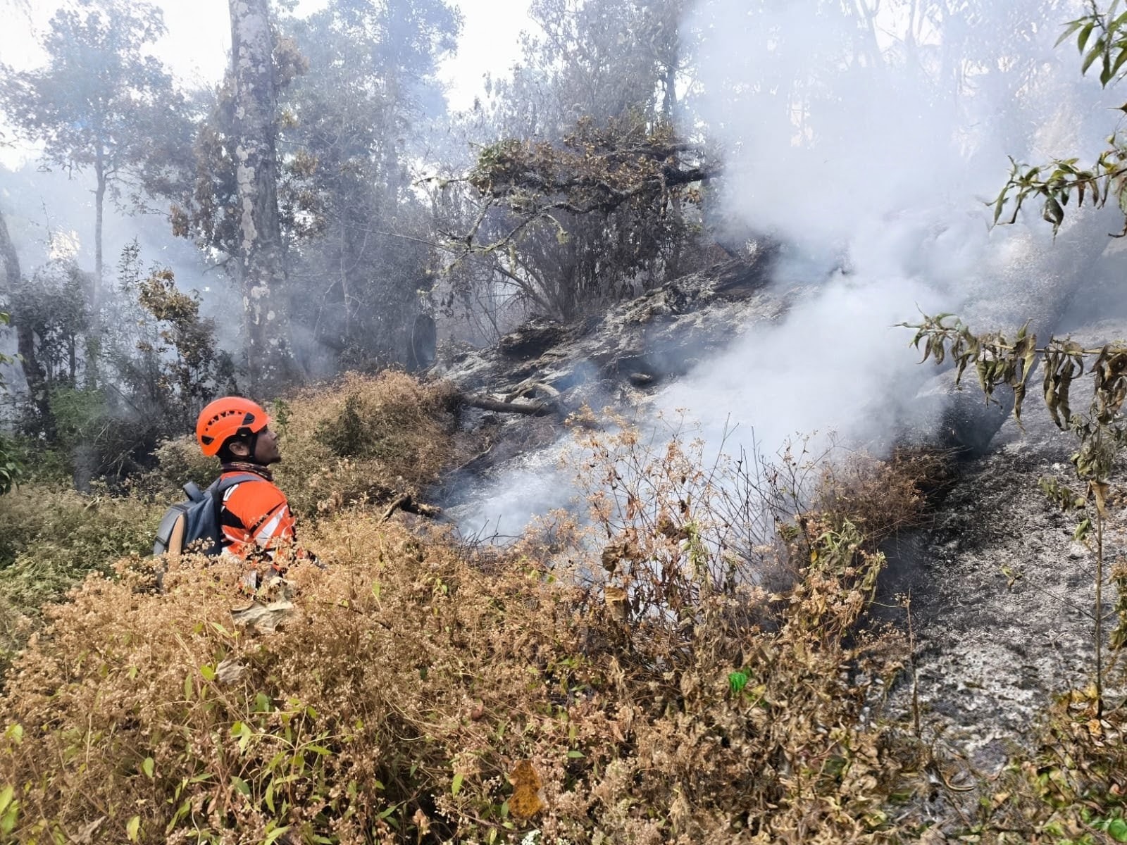 Kebakaran Gunung Butak Hanguskan 15 Hektare Hutan, Api Berhasil Dipadamkan
