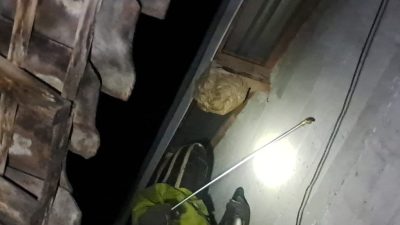 Satu Malam, Damkar Kediri Evakuasi Dua Sarang Tawon Berbahaya