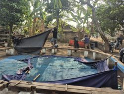 Gerebek Dua Lokasi Dugaan Sabung Ayam, Polisi Nganjuk Amankan Empat Ayam Aduan