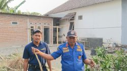 Pangkas Pohon, Warga Kandangan Temukan Ular Koros Sepanjang 3 Meter