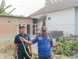 Pangkas Pohon, Warga Kandangan Temukan Ular Koros Sepanjang 3 Meter