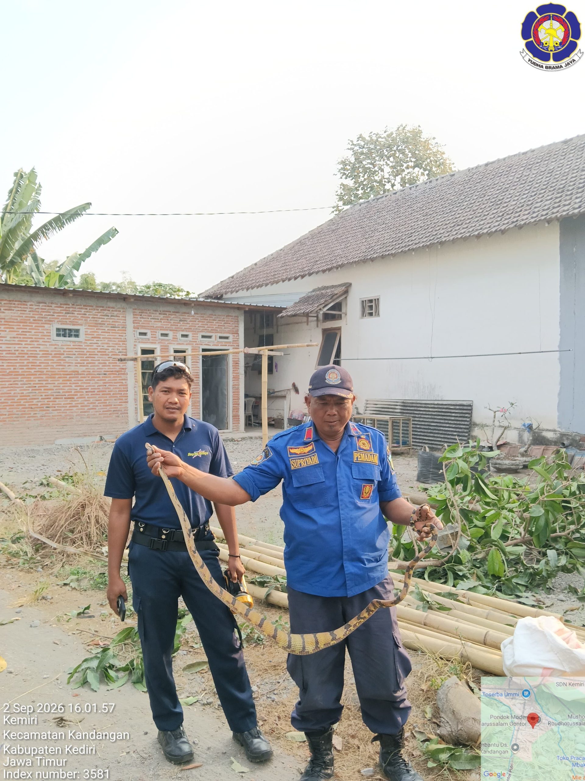Pangkas Pohon, Warga Kandangan Temukan Ular Koros Sepanjang 3 Meter