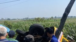 Kereta Kelinci Bawa 54 Penumpang Terguling di Sawah Plemahan, 10 Orang Luka