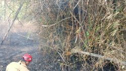 Lagi, Bakar Sampah Tak Ditunggu, Lahan Jati di Mojo Kediri Terbakar