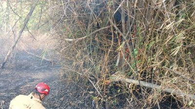 Lagi, Bakar Sampah Tak Ditunggu, Lahan Jati di Mojo Kediri Terbakar