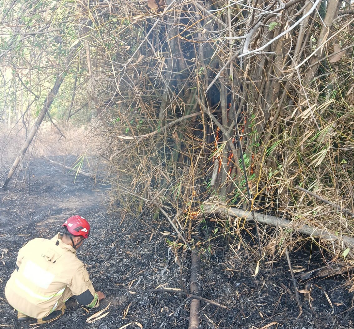 Lagi, Bakar Sampah Tak Ditunggu, Lahan Jati di Mojo Kediri Terbakar