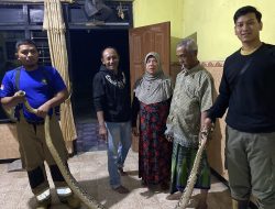 Ular Piton 3 Meter Bersarang di Plafon Rumah Warga Ngadiluwih, Damkar Turun Tangan