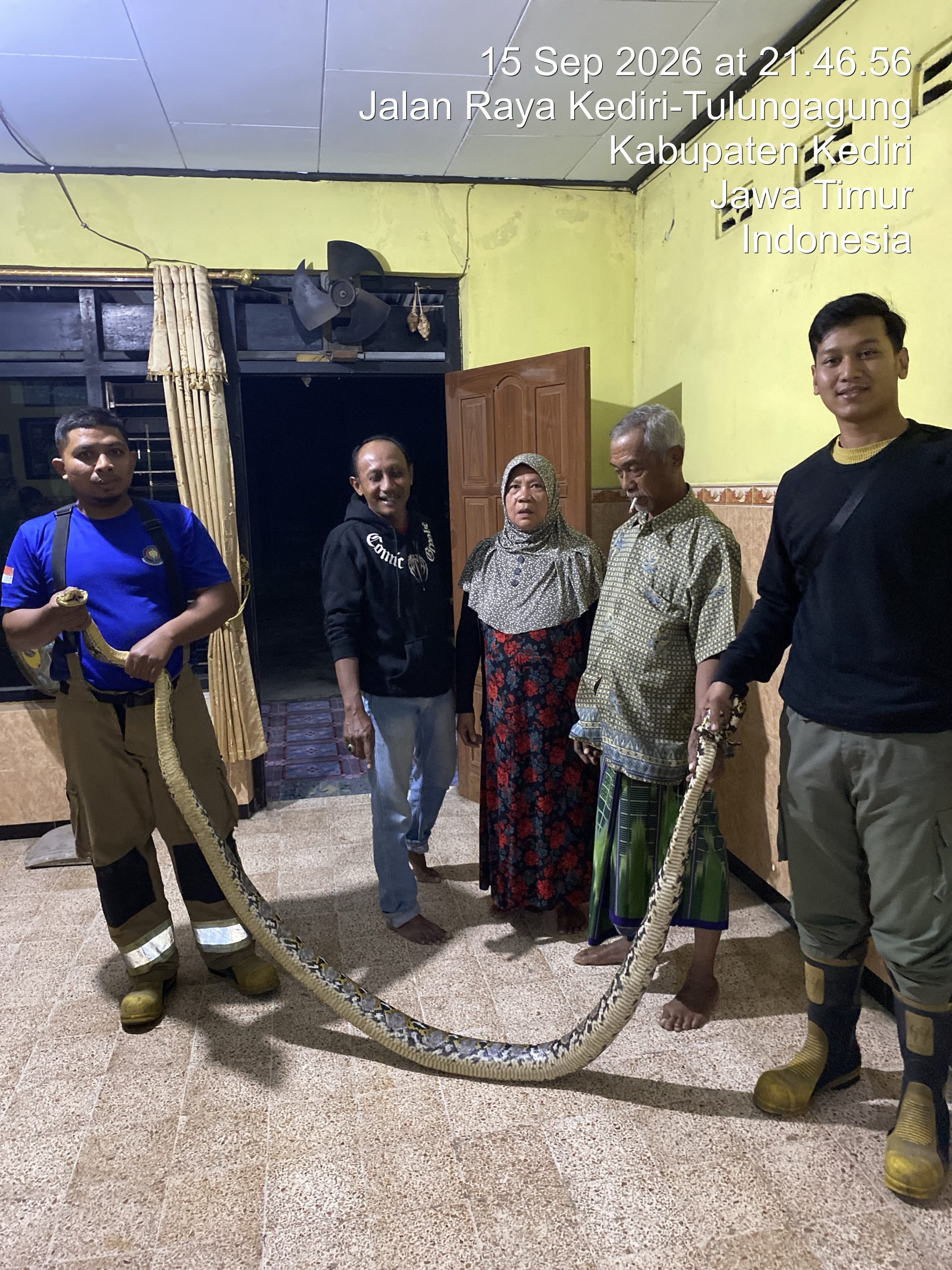 Ular Piton 3 Meter Bersarang di Plafon Rumah Warga Ngadiluwih, Damkar Turun Tangan