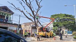 Pohon Trembesi di Jalan Arif Rahman Hakim Ponorogo Diduga Sengaja Dimatikan, Petugas Temukan Bekas Bor