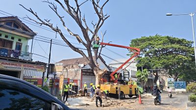 Pohon Trembesi di Jalan Arif Rahman Hakim Ponorogo Diduga Sengaja Dimatikan, Petugas Temukan Bekas Bor