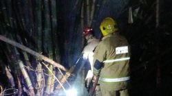 Bakar Sampah Ditinggal, Rumpun Bambu di Wates Kediri Dilalap Api