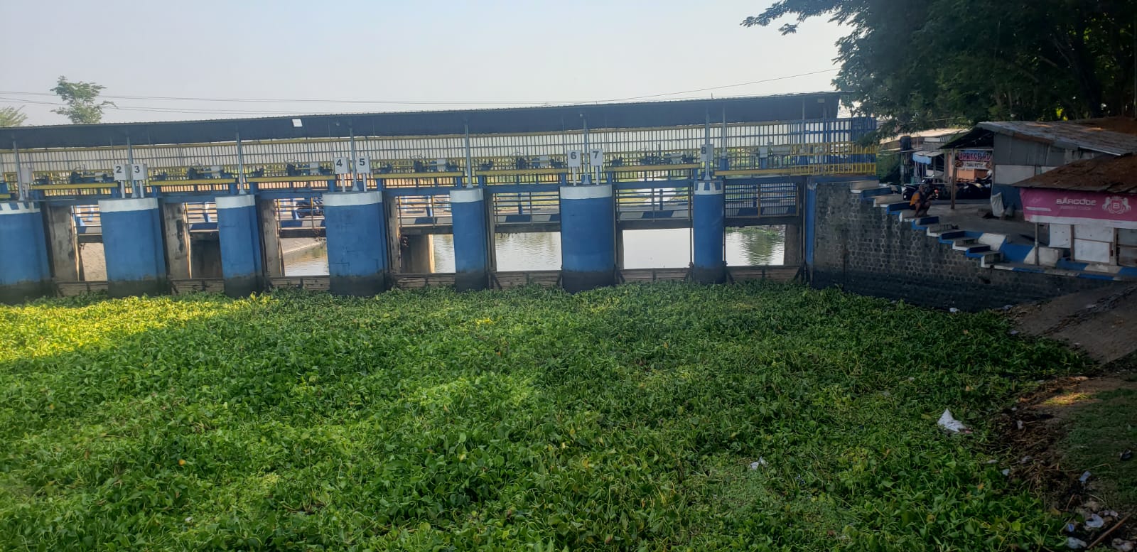 Dam Baduk Nganjuk Dipenuhi Eceng Gondok, Pemancing Keluhkan Sulit Cari Ikan