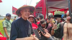 Panen Raya Padi Genjah di Bareng Jombang, Ganjar: 10 Ton per Hektare Luar Biasa