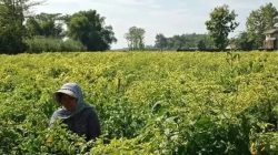 Kemarau Panjang Dongkrak Harga Cabai di Kediri, Tembus Rp56 Ribu per Kilogram