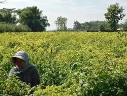 Kemarau Panjang Dongkrak Harga Cabai di Kediri, Tembus Rp56 Ribu per Kilogram