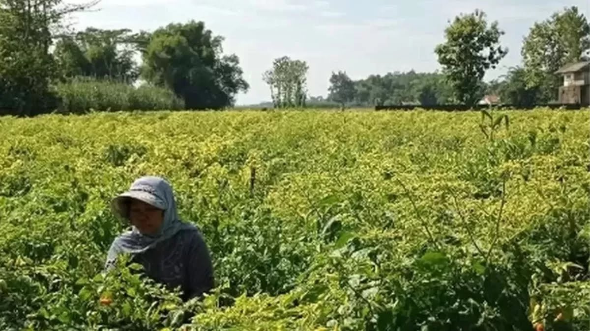 Kemarau Panjang Dongkrak Harga Cabai di Kediri, Tembus Rp56 Ribu per Kilogram