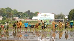 Dukung Swasembada Pangan, Koramil Wlingi Bersama Poktan Abadi Gelar Tanam Padi Serentak Merdeka
