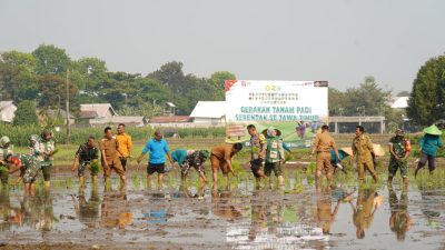 Dukung Swasembada Pangan, Koramil Wlingi Bersama Poktan Abadi Gelar Tanam Padi Serentak Merdeka