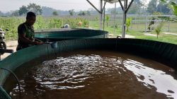 Kompi Produksi Kodim Blitar Optimalkan Pertanian, Peternakan dan Perikanan untuk Ketahanan Pangan