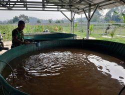 Kompi Produksi Kodim Blitar Optimalkan Pertanian, Peternakan dan Perikanan untuk Ketahanan Pangan