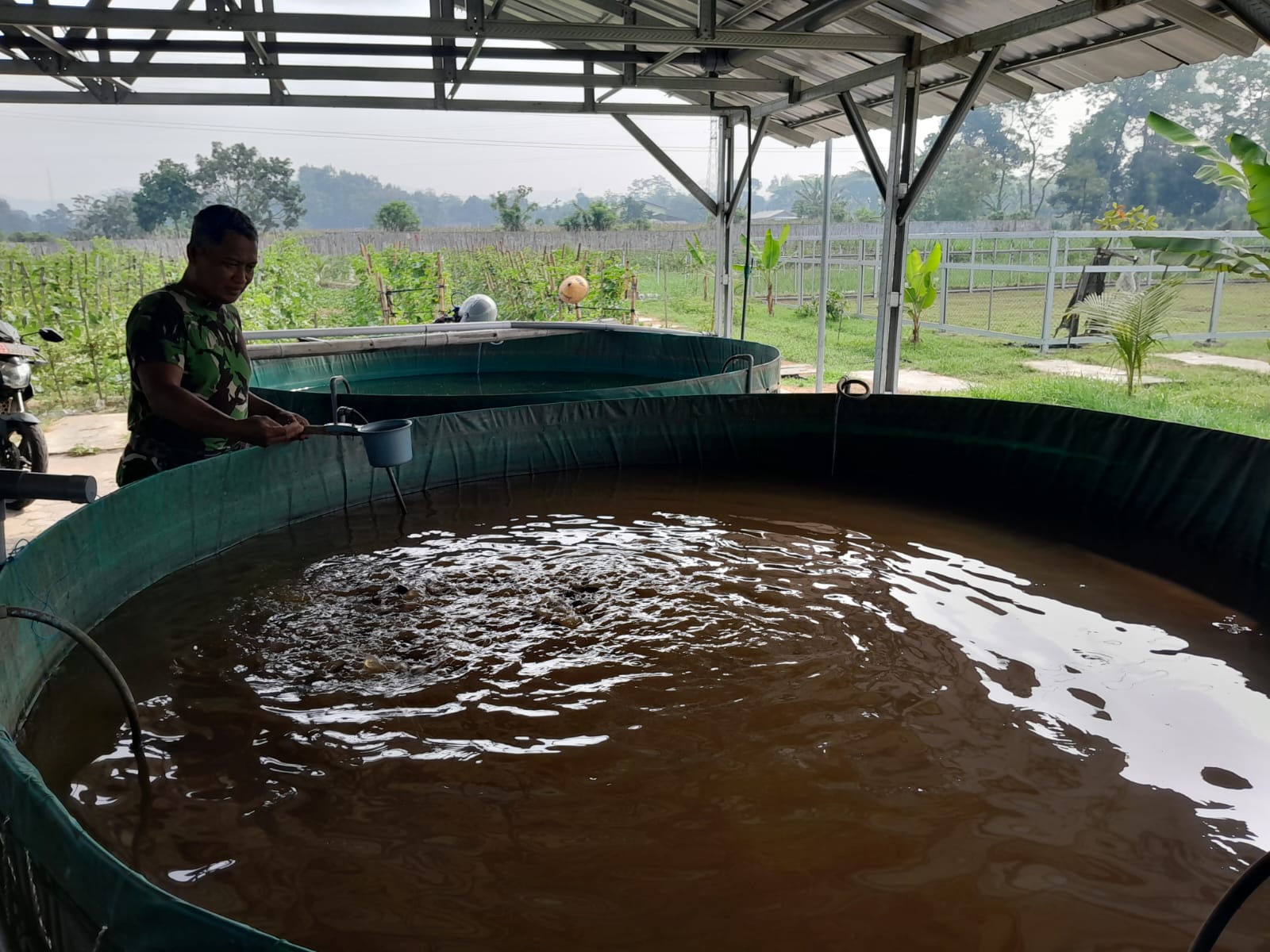 Kompi Produksi Kodim Blitar Optimalkan Pertanian, Peternakan dan Perikanan untuk Ketahanan Pangan