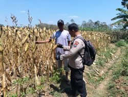 Polsek Kesamben Pantau Tanaman Jagung Warga, Dukung Program Ketahanan Pangan
