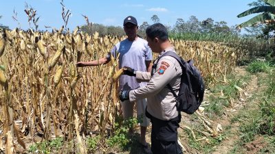 Polsek Kesamben Pantau Tanaman Jagung Warga, Dukung Program Ketahanan Pangan