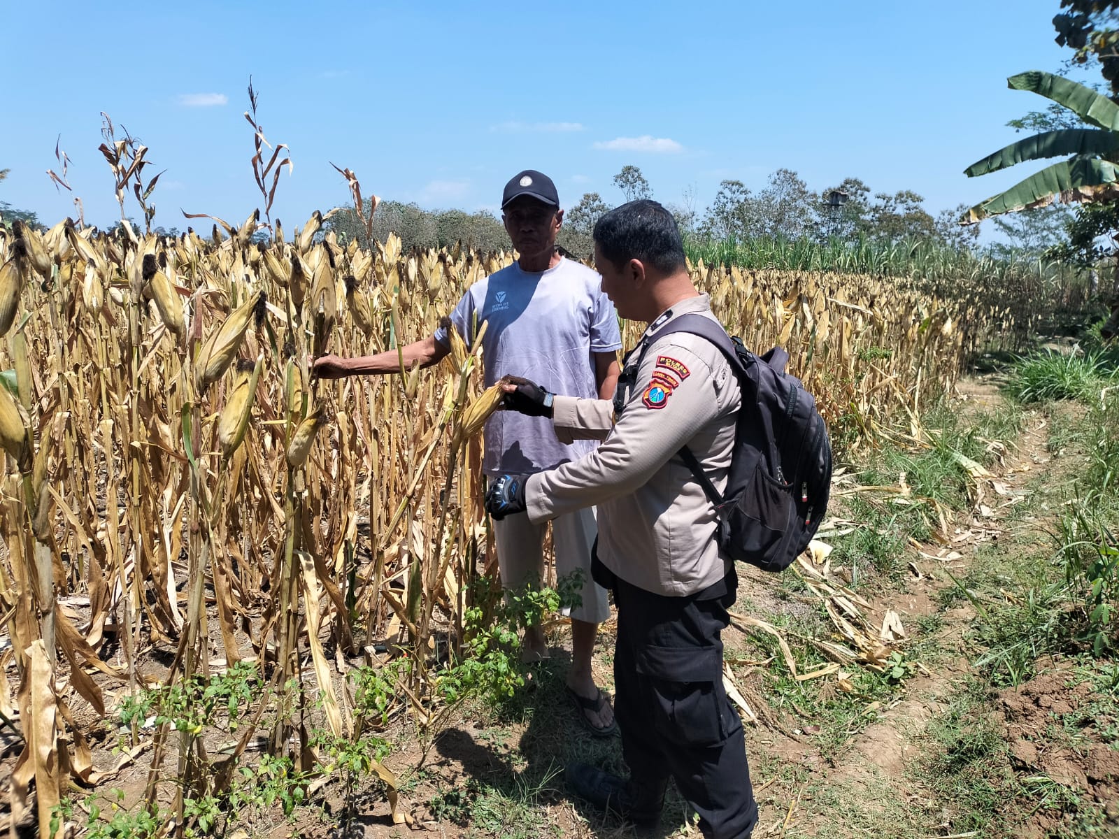 Polsek Kesamben Pantau Tanaman Jagung Warga, Dukung Program Ketahanan Pangan