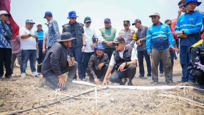 Bongkar Ratoon dan Mekanisasi Digenjot, Lamongan Perkuat Produksi Tebu untuk Swasembada Gula
