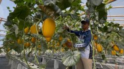 Lahan Tak Produktif di Jombang Disulap Jadi Kebun Melon Hidroponik, Potensi Panen 10 Ton