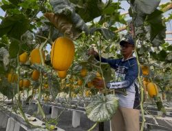 Lahan Tak Produktif di Jombang Disulap Jadi Kebun Melon Hidroponik, Potensi Panen 10 Ton