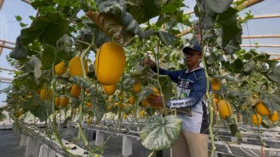 Lahan Tak Produktif di Jombang Disulap Jadi Kebun Melon Hidroponik, Potensi Panen 10 Ton