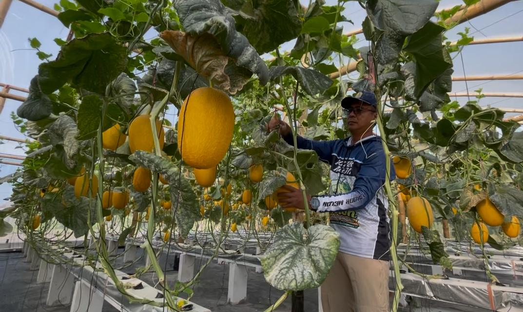 Lahan Tak Produktif di Jombang Disulap Jadi Kebun Melon Hidroponik, Potensi Panen 10 Ton