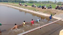 Kakek 80 Tahun Tewas Tenggelam Usai Selamatkan Kambing di Dam Sky Perak Jombang