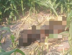 Mayat Pria Membusuk Ditemukan di Sawah Kepuhkembeng Jombang, Diduga Warga Hilang Sepekan
