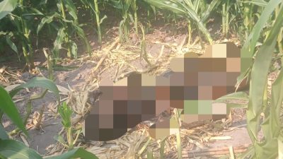 Mayat Pria Membusuk Ditemukan di Sawah Kepuhkembeng Jombang, Diduga Warga Hilang Sepekan