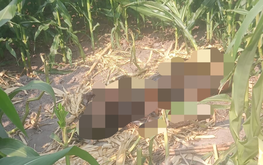 Mayat Pria Membusuk Ditemukan di Sawah Kepuhkembeng Jombang, Diduga Warga Hilang Sepekan