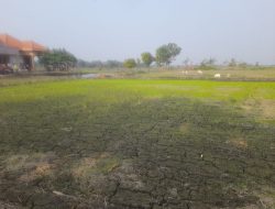 Lokasi Bantuan Budi Daya Ikan di Jombang Diduga Dialihkan Sepihak, Warga Barongsawahan Protes