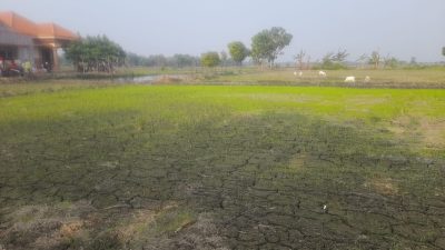 Lokasi Bantuan Budi Daya Ikan di Jombang Diduga Dialihkan Sepihak, Warga Barongsawahan Protes