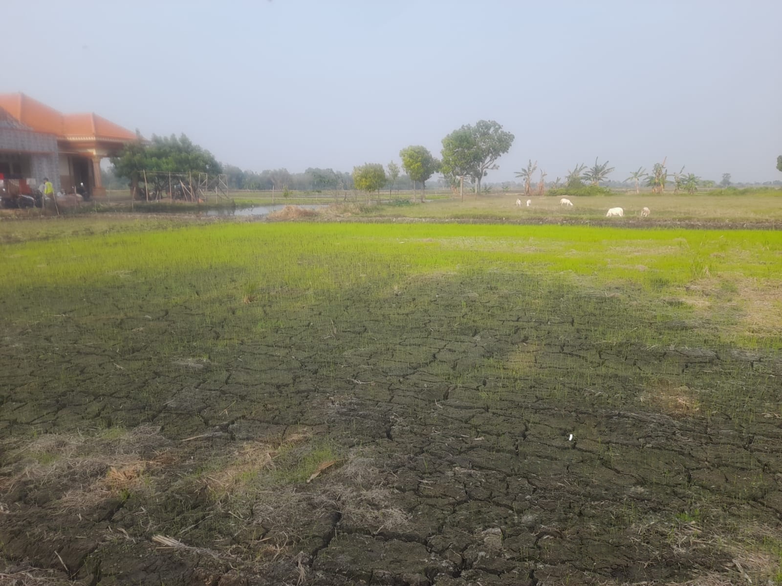 Lokasi Bantuan Budi Daya Ikan di Jombang Diduga Dialihkan Sepihak, Warga Barongsawahan Protes