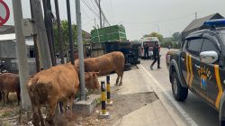 Hindari Bus yang Diduga Makan Jalan, Truk Pengangkut Sapi Terguling di Perak Jombang