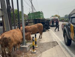 Hindari Bus yang Diduga Makan Jalan, Truk Pengangkut Sapi Terguling di Perak Jombang