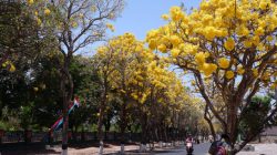 Tabebuya Bermekaran, Kota Wisata Batu Tampil Cantik dengan Nuansa Ala Jepang