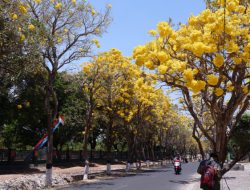 Tabebuya Bermekaran, Kota Wisata Batu Tampil Cantik dengan Nuansa Ala Jepang