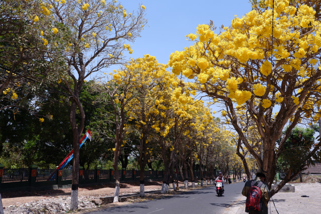 Tabebuya Bermekaran, Kota Wisata Batu Tampil Cantik dengan Nuansa Ala Jepang