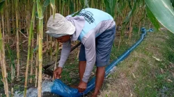 Kemarau Panjang, Petani Ringinrejo Andalkan Diesel untuk Pengairan Sawah