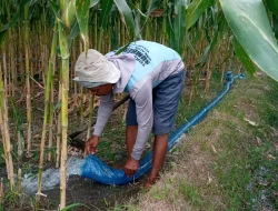 Kemarau Panjang, Petani Ringinrejo Andalkan Diesel untuk Pengairan Sawah