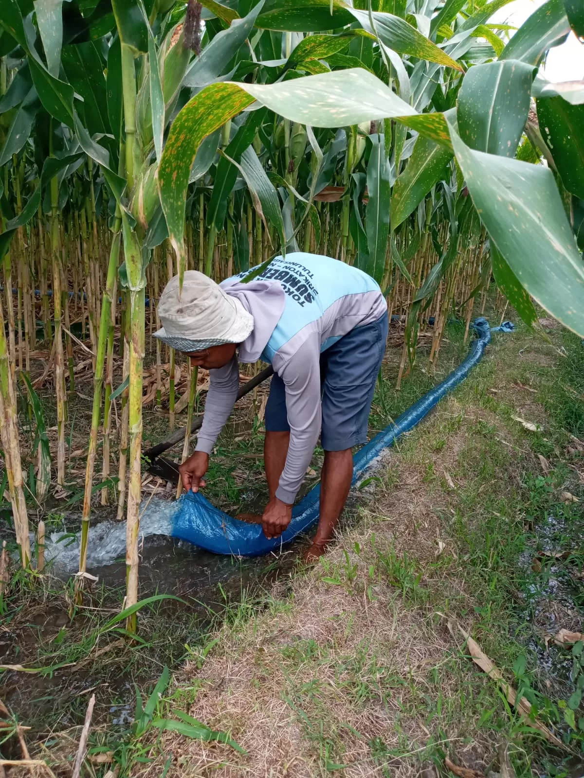 Kemarau Panjang, Petani Ringinrejo Andalkan Diesel untuk Pengairan Sawah