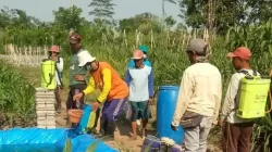 Kemarau Panjang, Petani di Kediri Gencarkan Penyemprotan untuk Cegah Serangan Wereng